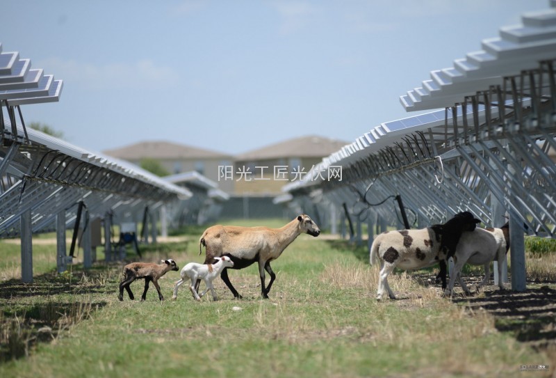 韩国OCI Solar在美光伏电站成“绵羊餐厅”