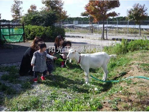 山羊光伏电站除草试验，两头山羊放养了45天