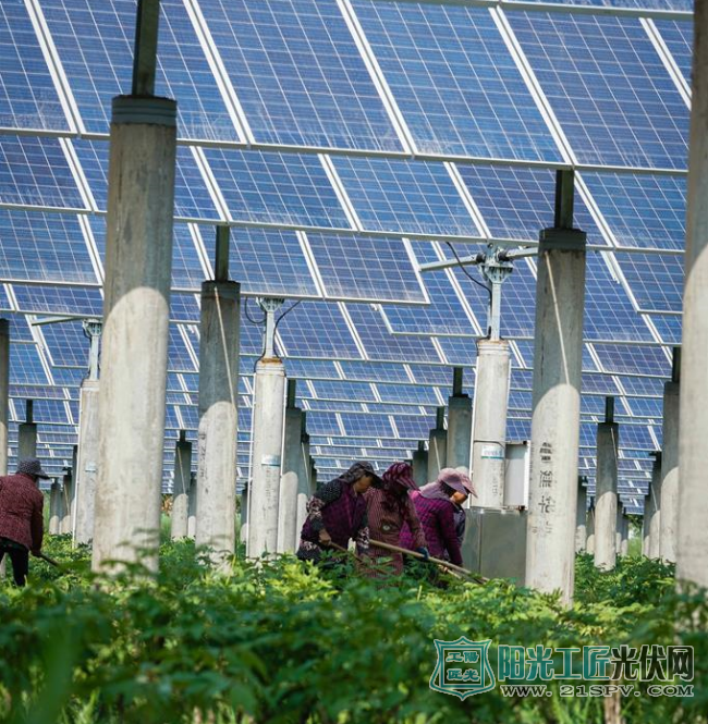 4月26日拍攝的阜寧縣鑫源光伏電力有限公司15兆瓦農(nóng)光互補光伏發(fā)電項目