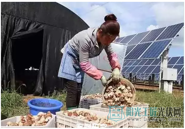 菌菇光伏模式案例—河北食用菌之乡平泉县