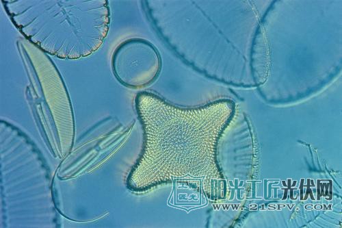 耶鲁的研究人员发现使用化石硅藻来使有机光伏更具成本效益