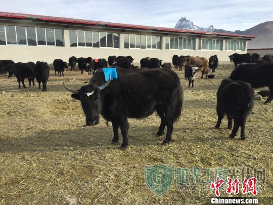 一季度西藏实现地区生产总值302.22亿元